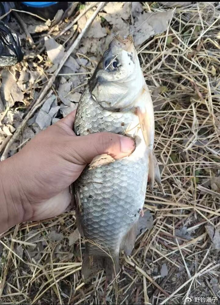 开云网站-下雪天钓鲫鱼，记住这 5 招，别人空竿你爆护！|水温|倒刺|粗线|极细|饵料_新浪体育_新浪新闻